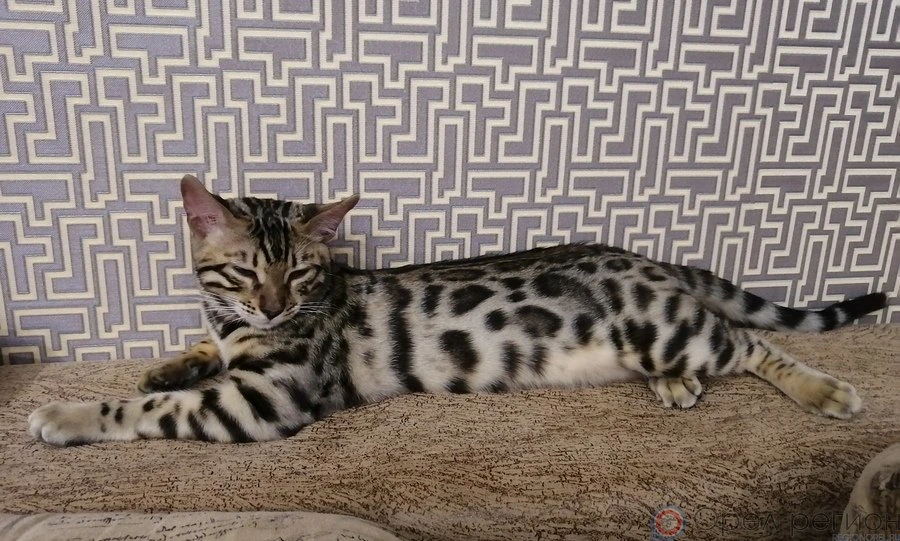 Бенгальских кошек в Израиле не ждут