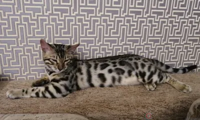 Бенгальских кошек в Израиле не ждут