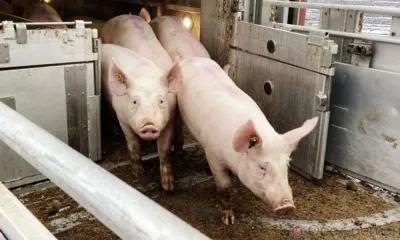 В Орловскую область ввезли 332 племенных свиньи из Франции