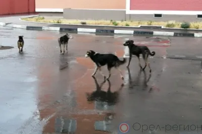 Летом в Орле должно начаться строительство приюта для животных