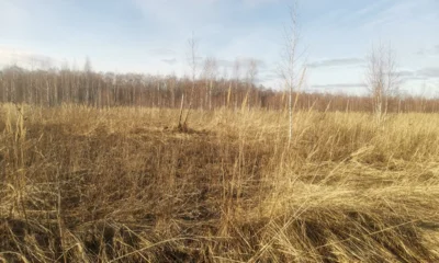 Почти 80 га земли в Болховском районе заросло сорняками