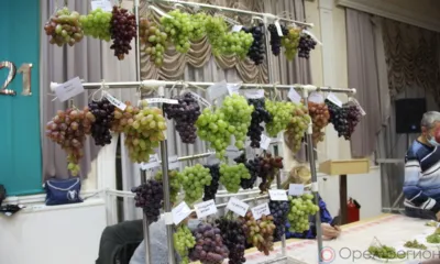 Орловские виноградари области подвели итоги минувшего года, представив на выставке лучшие выращенные за сезон кисти