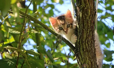 Орловские пожарные помогли двум котятам спуститься с деревьев