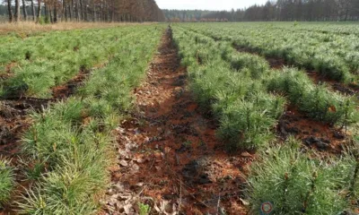 В 2023 году в Мценском районе 1,6 га земли засадили молодыми соснами