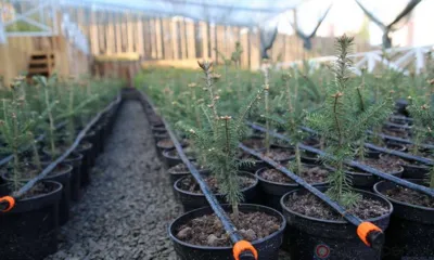 Семь тысяч саженцев, ввезённых на Орловщину без документов, вернули в Польшу