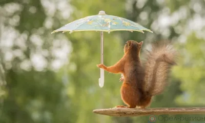 На Орловщину идёт тёплый циклон из Турции