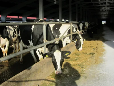 Фото 6. Орловская и Брестская области активно развивают межрегиональное сотрудничество в АПК и других сферах