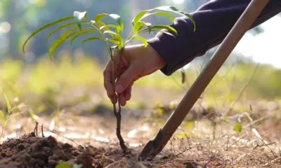 В Орле в рамках экологического двухмесячника высадят 1 500 деревьев