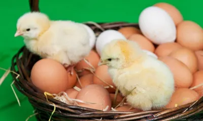 На Орловщину ввезли более 123 тысяч инкубационных яиц из Чехии