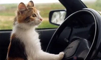 В Орле 5 сентября запретят стоянку автомобилей на ул. Пионерской и ул. Скворцова