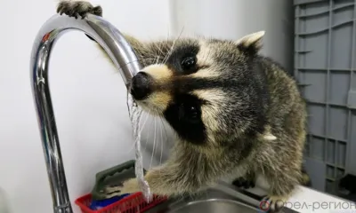 Три дома в центре Орла остались на несколько часов без горячей воды и тепла