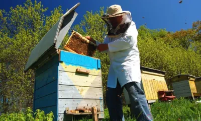 Орловцы могут бесплатно обучиться пчеловодству и агротуризму в «Школе фермера»