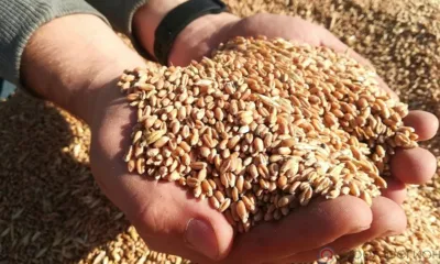 Отгрузка зерна из Орловской области при внутрироссийских перевозках увеличилась на 13%