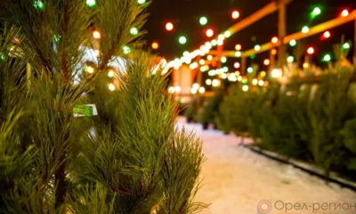 В Орле с 15 декабря начнут работу ёлочные базары