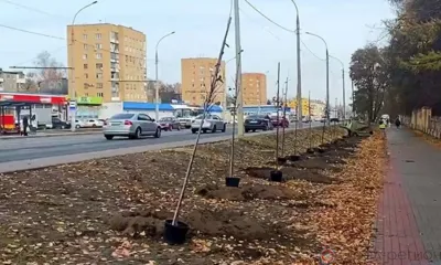 На ул. Комсомольской в Орле высадили первые деревья