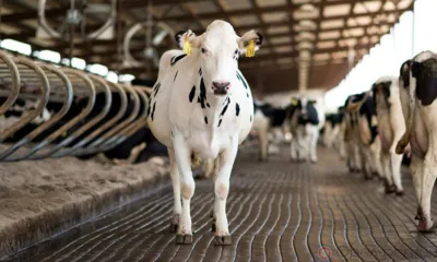 На ферме в Должанском районе нашли нарушения ветеринарного законодательства