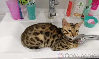 Заводской район Орла оставят на два дня без воды