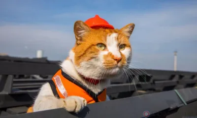 В Орле ввели временные ограничения движения на двух улицах