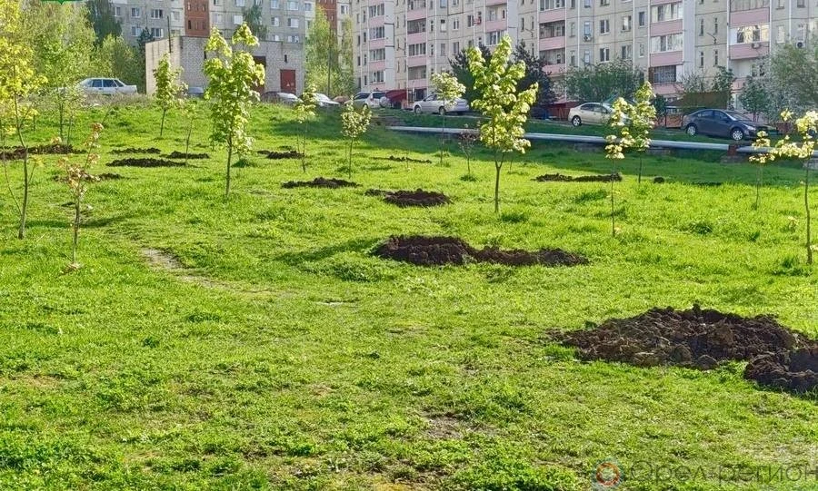 В Орле осенью высадят почти 1,4 тыс. деревьев