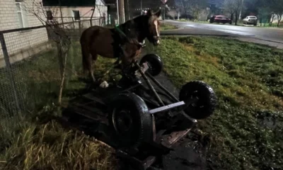 В Орле подросток пострадал при столкновении Audi и повозки