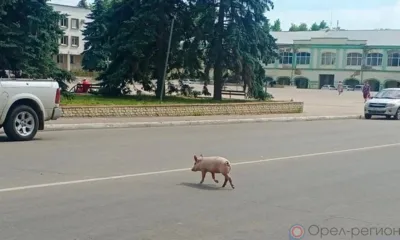 Жители Мценска наблюдали за прогулкой поросёнка по городу
