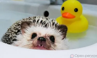 Орловцам на две недели отключили горячую воду