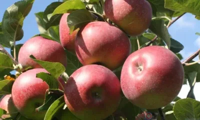 Более двух тысяч саженцев из питомника под Орлом не прошли контроль качества