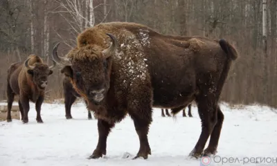 На территории Орловского полесья насчитали 628 зубров