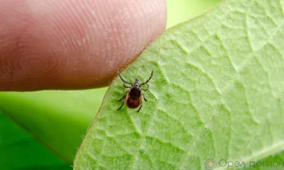 На Орловщине клещи официально присосались к людям уже 32 раза