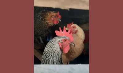 Специалисты не обнаружили в Орловской области грипп птиц