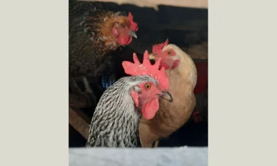 Орловские пожарные спасли от огня более 40 куриц