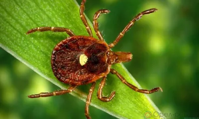 С начала года от укуса клещей пострадали 1873 орловца