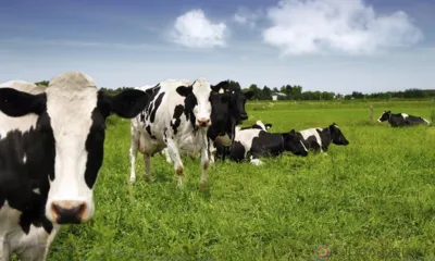 Из-за домашнего скота пострадали огороды и поля в Малоархангельском районе