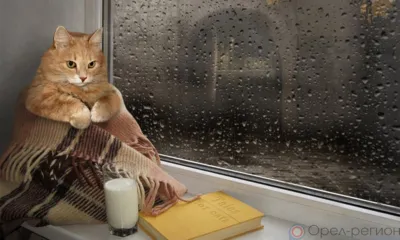 На Орловщину снова идут дожди и сильный ветер