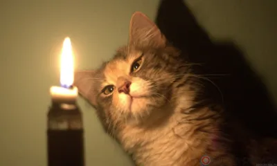 Сегодня часть Орла на несколько часов окажется без электричества