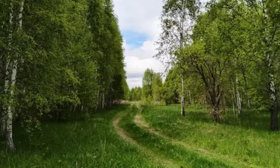 На Орловщине в этом году планируется превратить 60 гектаров земли в лес