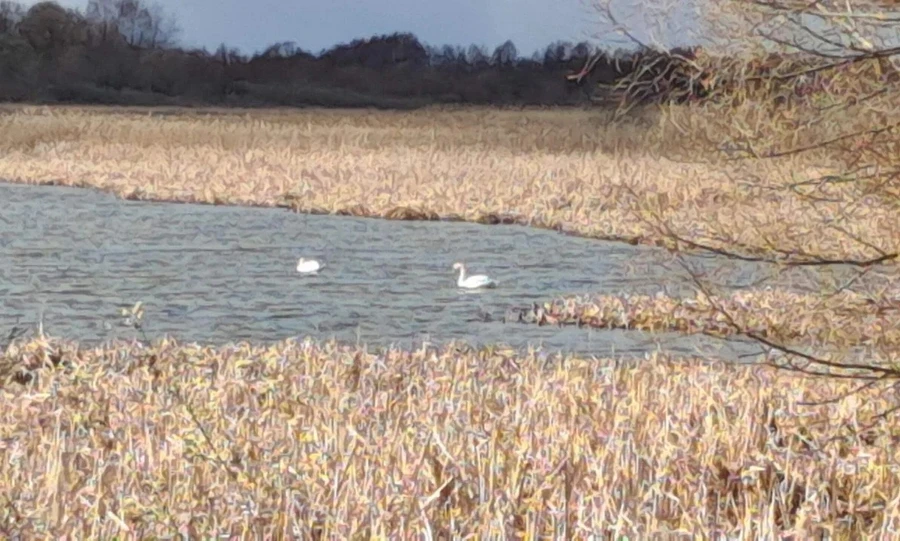 Из разных уголков Орловщины к нам поступают сообщения о перелётных птицах