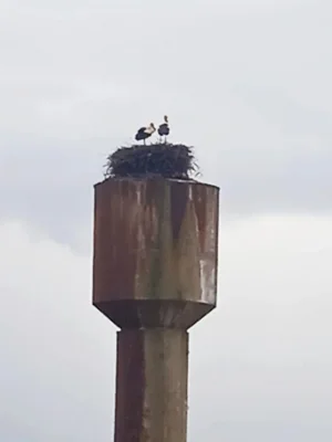 Фото 1. Из разных уголков Орловщины к нам поступают сообщения о перелётных птицах