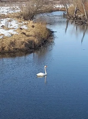 Фото 2. Из разных уголков Орловщины к нам поступают сообщения о перелётных птицах