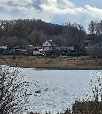 Фото 3. Из разных уголков Орловщины к нам поступают сообщения о перелётных птицах