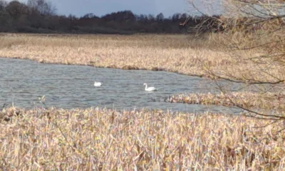Из разных уголков Орловщины к нам поступают сообщения о перелётных птицах
