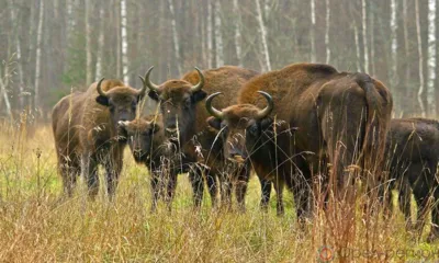 Орловщина присоединилась к фестивалю «Дни заповедных территорий»