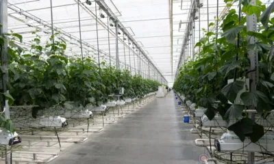 В минувшем году болховские земледельцы собрали более 123 тыс. тонн зерна