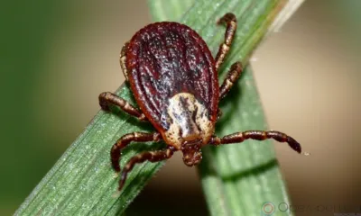 В Орловской области от укуса клещей пострадали 100 человек