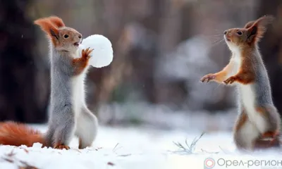 Североатлантический циклон принесёт на Орловщину дождь и мокрый снег