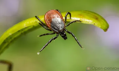С начала года от укуса клещей пострадали 248 орловцев