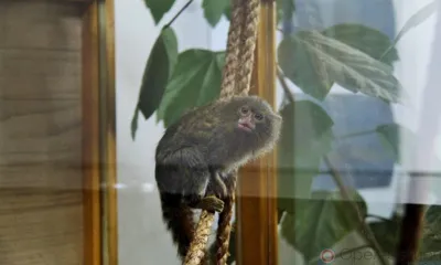 Зоовыставка орловского Детского парка обзавелась новыми питомцами