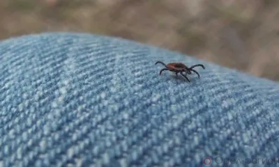 С начала года от укусов клещей пострадали 17 орловцев
