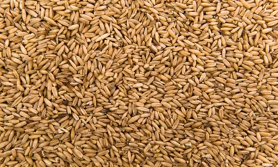 Около 7 тысяч тонн ячменного солода экспортируют из Орловской области