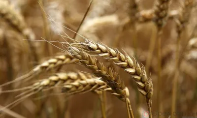 Экспорт пшеницы из Орловской области увеличился в четыре раза